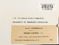 Racomitrium heterostichum image