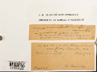 Racomitrium heterostichum image