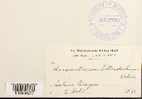 Racomitrium heterostichum image