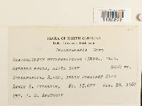 Racomitrium heterostichum image