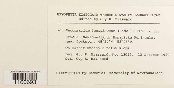 Racomitrium lanuginosum image