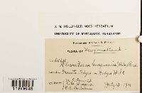 Racomitrium lanuginosum image