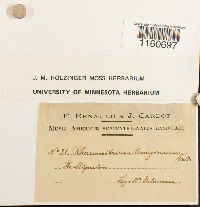 Racomitrium lanuginosum image