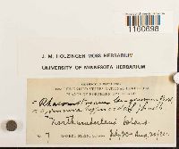 Racomitrium lanuginosum image