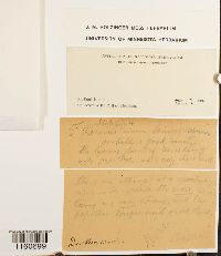 Racomitrium lanuginosum image