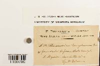 Racomitrium lanuginosum image