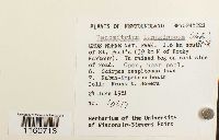 Racomitrium lanuginosum image