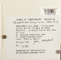 Racomitrium lanuginosum image