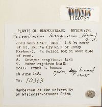 Racomitrium lanuginosum image