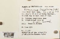 Racomitrium lanuginosum image