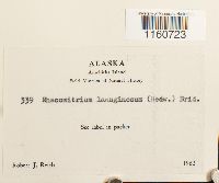 Racomitrium lanuginosum image