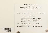 Racomitrium lanuginosum image