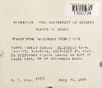 Racomitrium lanuginosum image