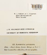 Racomitrium lanuginosum image