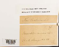 Racomitrium canescens image