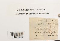 Racomitrium canescens image