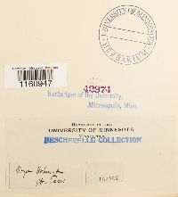 Racomitrium fasciculare image