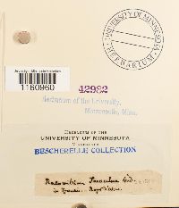 Racomitrium fasciculare image