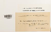 Racomitrium fasciculare image