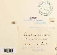 Racomitrium heterostichum image