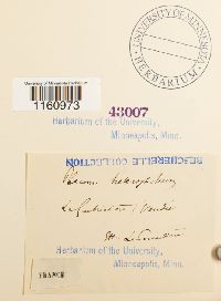 Racomitrium heterostichum image