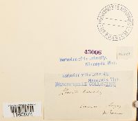 Racomitrium heterostichum image