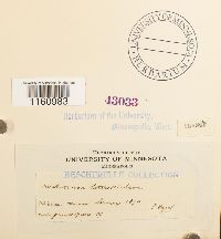 Racomitrium heterostichum image