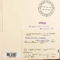 Racomitrium heterostichum image