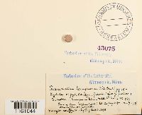 Racomitrium lanuginosum image