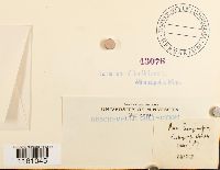 Racomitrium lanuginosum image