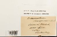 Racomitrium lanuginosum image