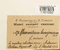 Racomitrium lanuginosum image