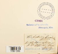 Racomitrium lanuginosum image