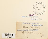 Racomitrium lanuginosum image