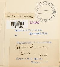 Racomitrium lanuginosum image