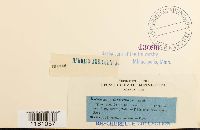 Racomitrium lanuginosum image