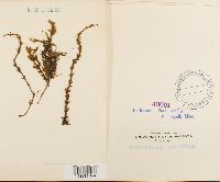 Racomitrium lanuginosum image