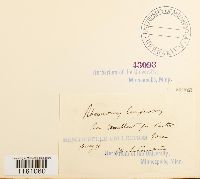 Racomitrium lanuginosum image