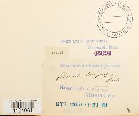 Racomitrium lanuginosum image