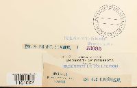 Racomitrium lanuginosum image