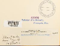 Racomitrium lanuginosum image