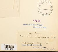 Racomitrium lanuginosum image