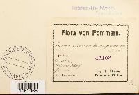 Racomitrium lanuginosum image