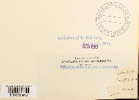 Racomitrium lanuginosum image