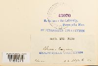 Racomitrium lanuginosum image