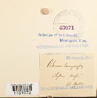 Racomitrium lanuginosum image