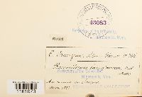 Racomitrium lanuginosum image