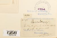 Racomitrium lanuginosum image