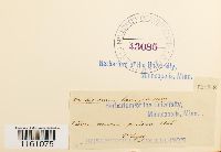 Racomitrium lanuginosum image