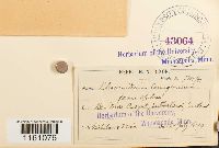 Racomitrium lanuginosum image